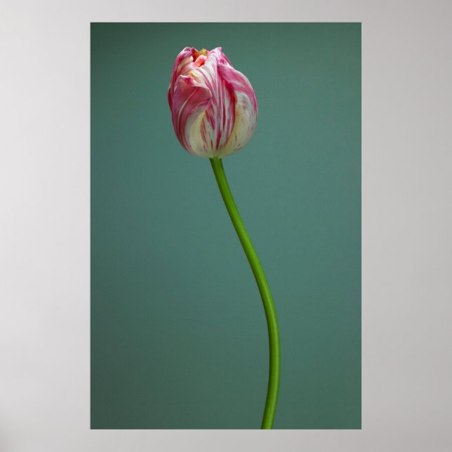 Blommor | Enkelt tupplapp Poster (Framsidan)
