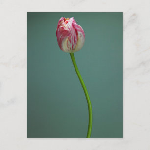 Blommor Enkelt tupplapp Vykort