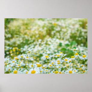 Blommor fält i daisy. alternativ poster