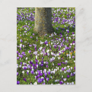 Blommor, fält-krokar i vår med träd vykort