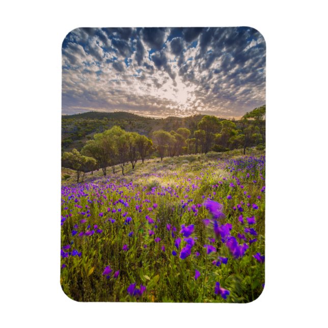 Blommor | Flinders Ranges Australien Magnet (Vertikal)