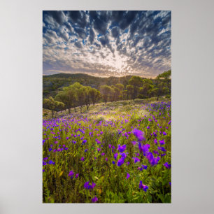 Blommor Flinders Ranges Australien Poster