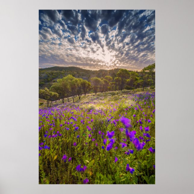 Blommor | Flinders Ranges Australien Poster (Framsidan)