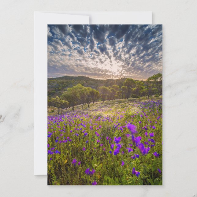 Blommor | Flinders Ranges Australien Tack Kort (Framsida)