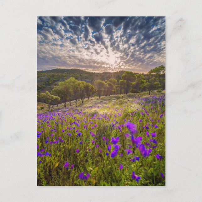 Blommor | Flinders Ranges Australien Vykort (Framsida)