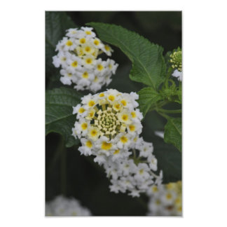 Blommor - Flores Fototryck