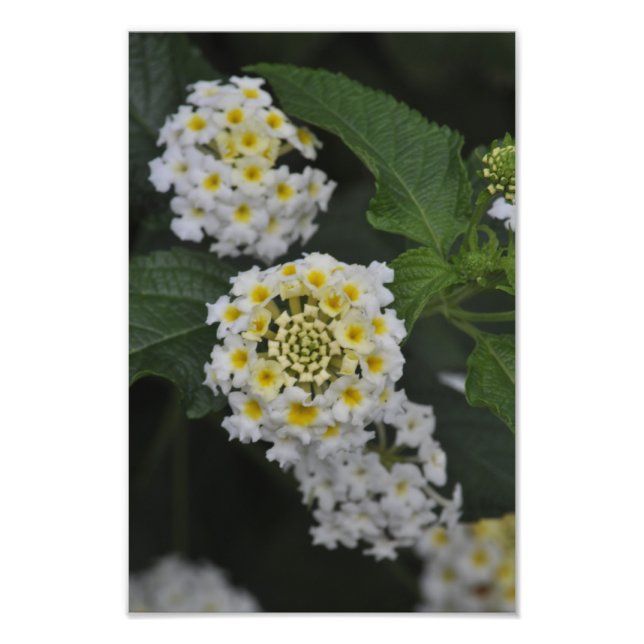 Blommor - Flores Fototryck (Framsidan)