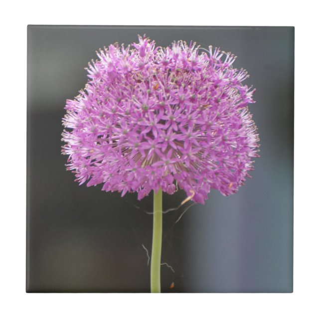 Blommor för alla kakelplatta (Framsidan)