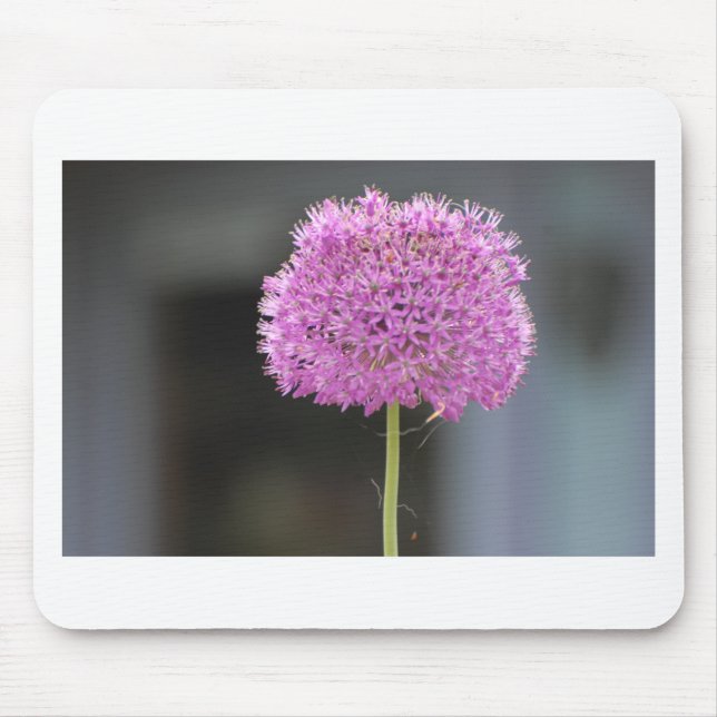 Blommor för alla musmatta (Framsidan)