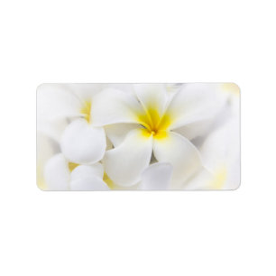 Blommor för blommigt för Frangipani för Adressetikett