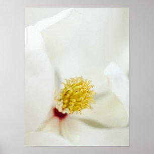 Blommor för blommigt för Magnolias för Poster