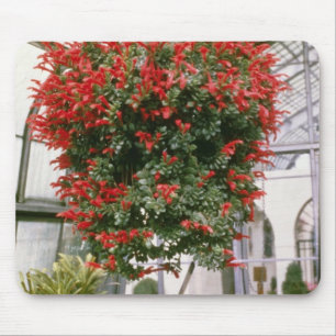 Blommor för Columnea Mortinii guldfiskväxt Musmatta