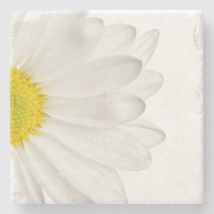 Blommor för daisy för vitdaisyblomma blom- stenunderlägg