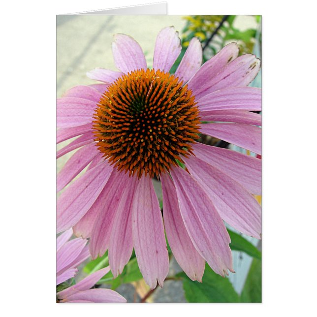 Blommor för försäljning hälsningskort (Framsidan)