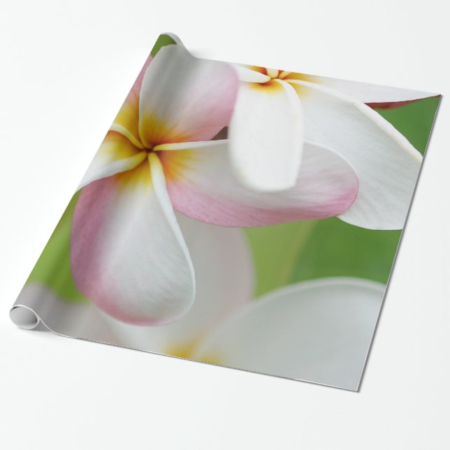 Blommor för hawaiibo för PlumeriaFrangipaniHawaii Presentpapper (Utrullad)