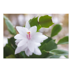 Blommor för kruka för Schlumbergera för Fototryck