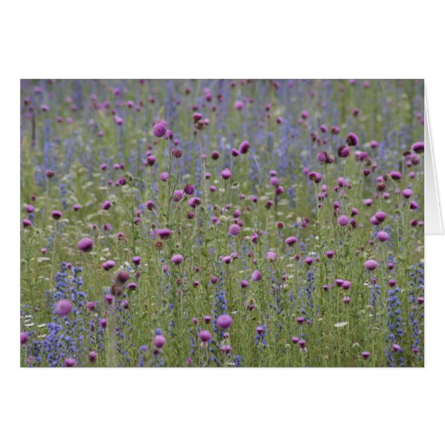 Blommor för thistle- & lilatvistvild hälsningskort (Framsidan Horizontal)