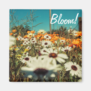 Blommor för vit Orange, Daisy Blommor Bloom Magnet