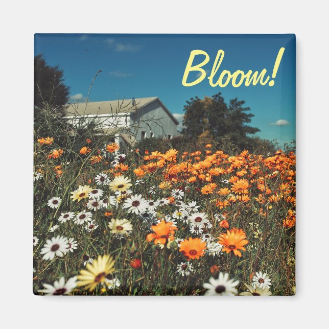 Blommor för vit Orange, Daisy Blommor Bloom Magnet (Framsidan)