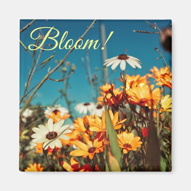 Blommor för vit Orange, Daisy Blommor Bloom Magnet (Framsidan)