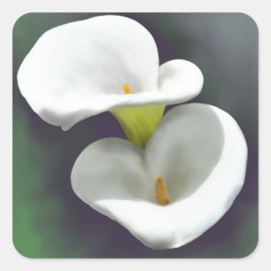 Blommor för vitCallalilja Fyrkantigt Klistermärke