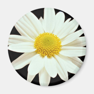 Blommor för vitdaisychrysanthemum magnet