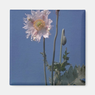 blommor för vitopiumvallmo (papaveren - magnet
