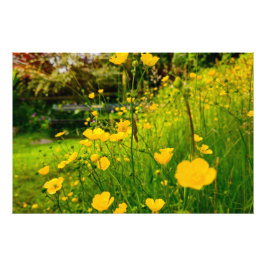 Blommor Fototryck