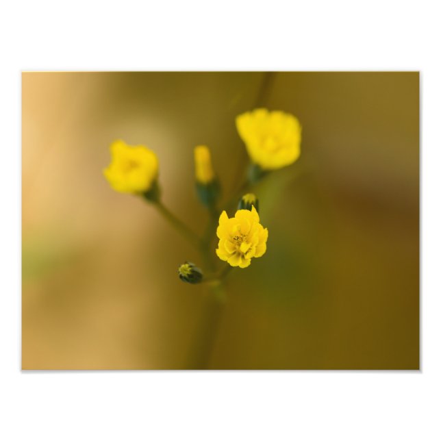 Blommor Fototryck (Framsidan)