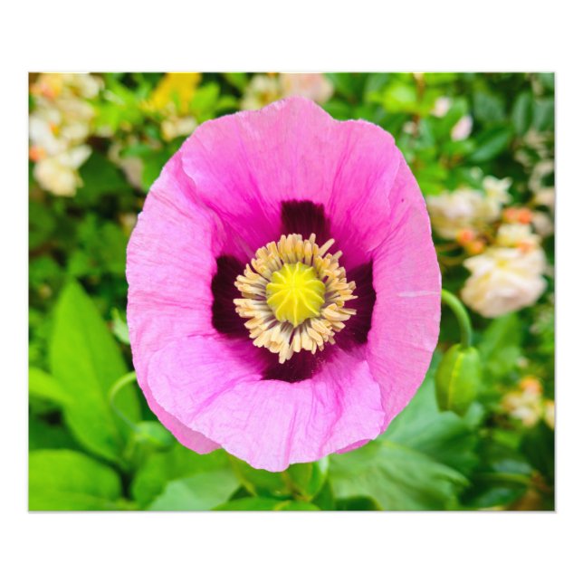 Blommor Fototryck (Framsidan)