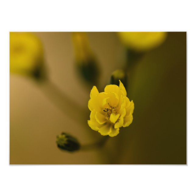 Blommor Fototryck (Framsidan)