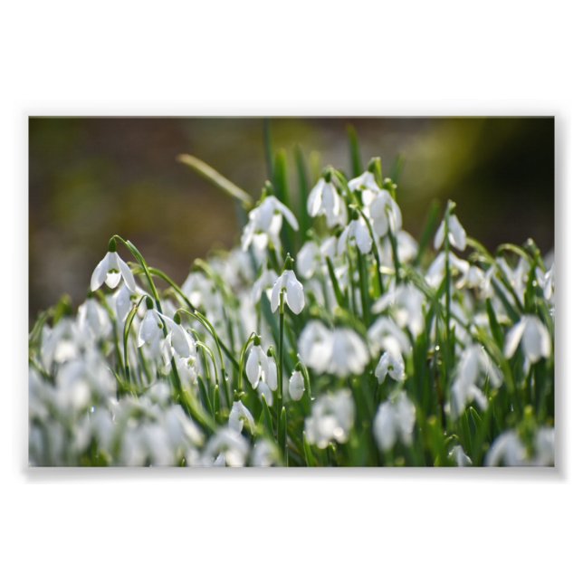 Blommor Fototryck (Framsidan)