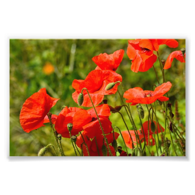 Blommor Fototryck (Framsidan)