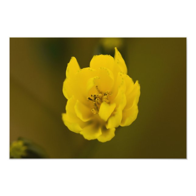 Blommor Fototryck (Framsidan)