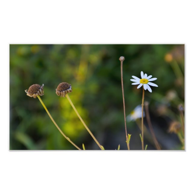 Blommor Fototryck (Framsidan)
