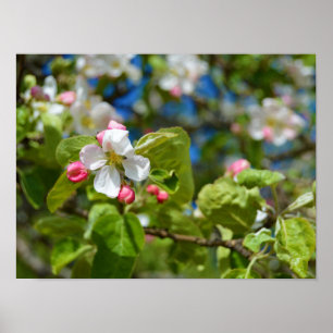 Blommor från Apple träd Poster