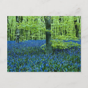 Blommor från Aqua Bluebell Skogen Vykort