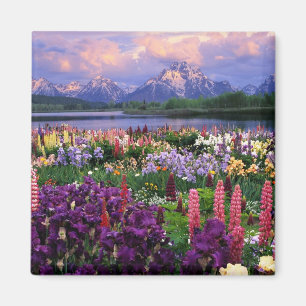 Blommor från bergsområden vild magnet