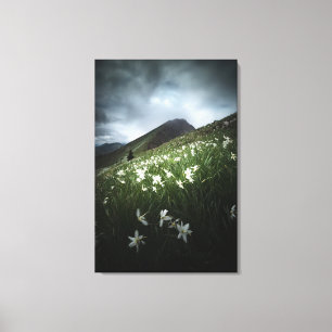 Blommor från bergsområdet Golica och Narcissus Canvastryck