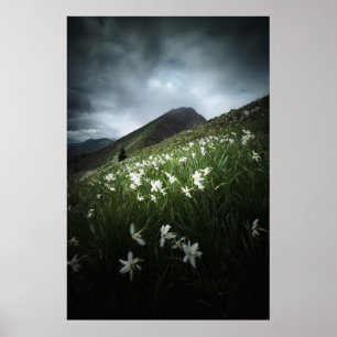 Blommor från bergsområdet Golica och Narcissus Poster