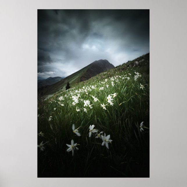 Blommor från bergsområdet Golica och Narcissus Poster (Framsidan)