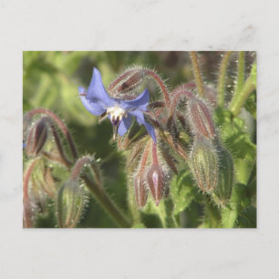 Blommor från Borago officinalis Vykort