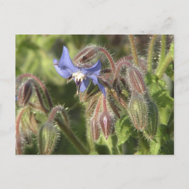 Blommor från Borago officinalis Vykort (Framsida)