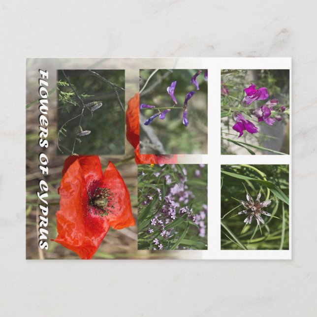 blommor från cyprus-affischer vykort (Framsida)