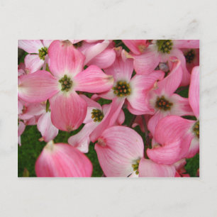 Blommor från Dogwood Vykort