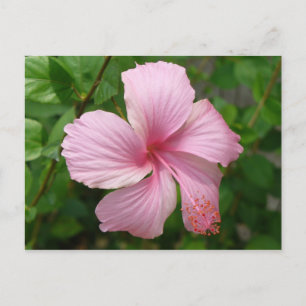 Blommor från Dominikanska republiken Vykort