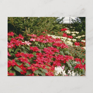 Blommor från Euphorbia Pulcherrima (Poinsettia) Vykort