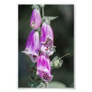 Blommor från Foxglove Fototryck
