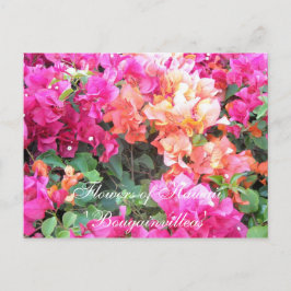 Blommor från Hawaii Vykort