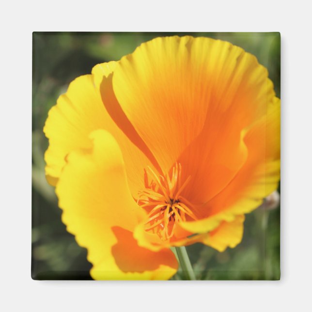 Blommor från Kalifornien-vallmo Magnet (Framsidan)